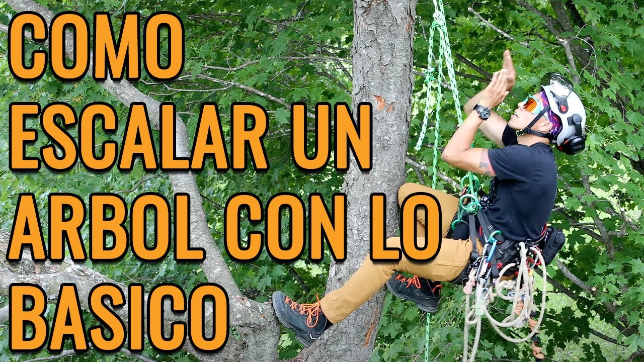 Como Escalar un ARBOL con LO BASICO