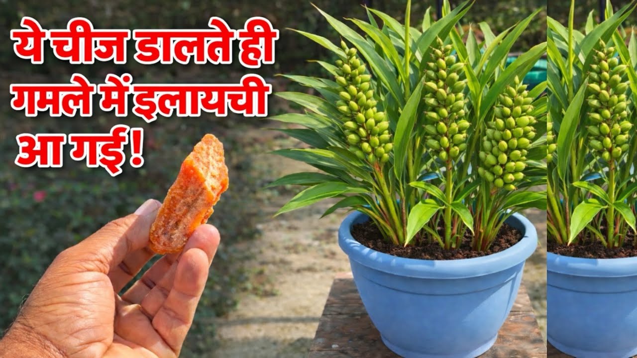 इलायची के पौधे को घर में कैसे उगाएं | How to Grow Elaichi at Home | Cardamom Plant Grow at Home