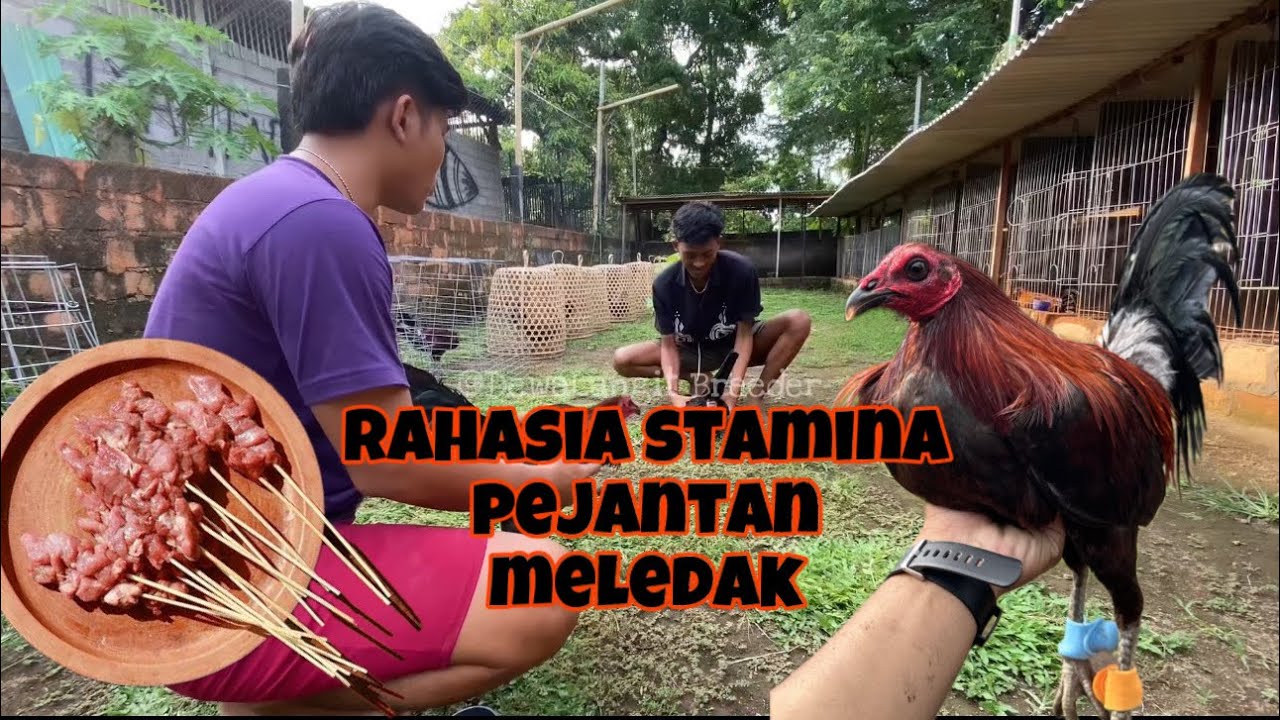 5 hari di kandang berikan ob*t cacing untuk ayam dan daging kambing ment*h ‼️
