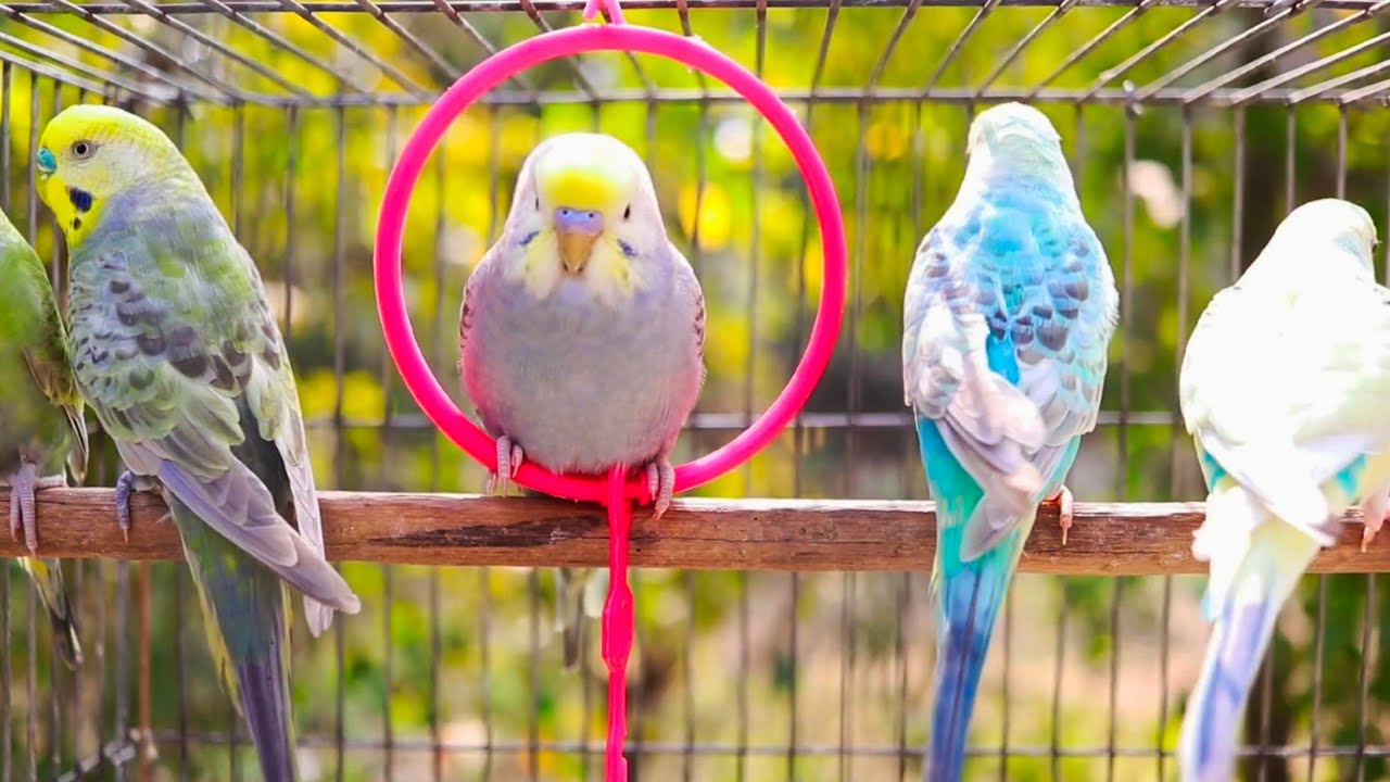 CUTE Budgies – Beautiful Colors, Fun Mutations, Healthy Pets #cute #budgie