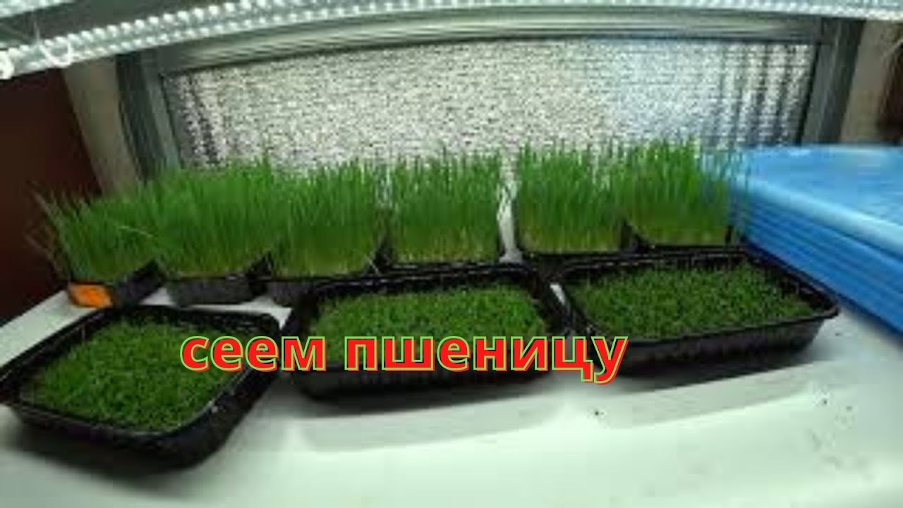 Микрозелень . Сеем пшеницу .