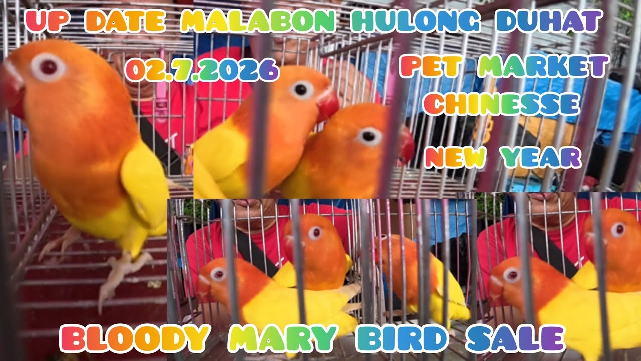 ep#247 02.07.2026 up date malabon pet market. chinesse new year bloody mary bird sale.