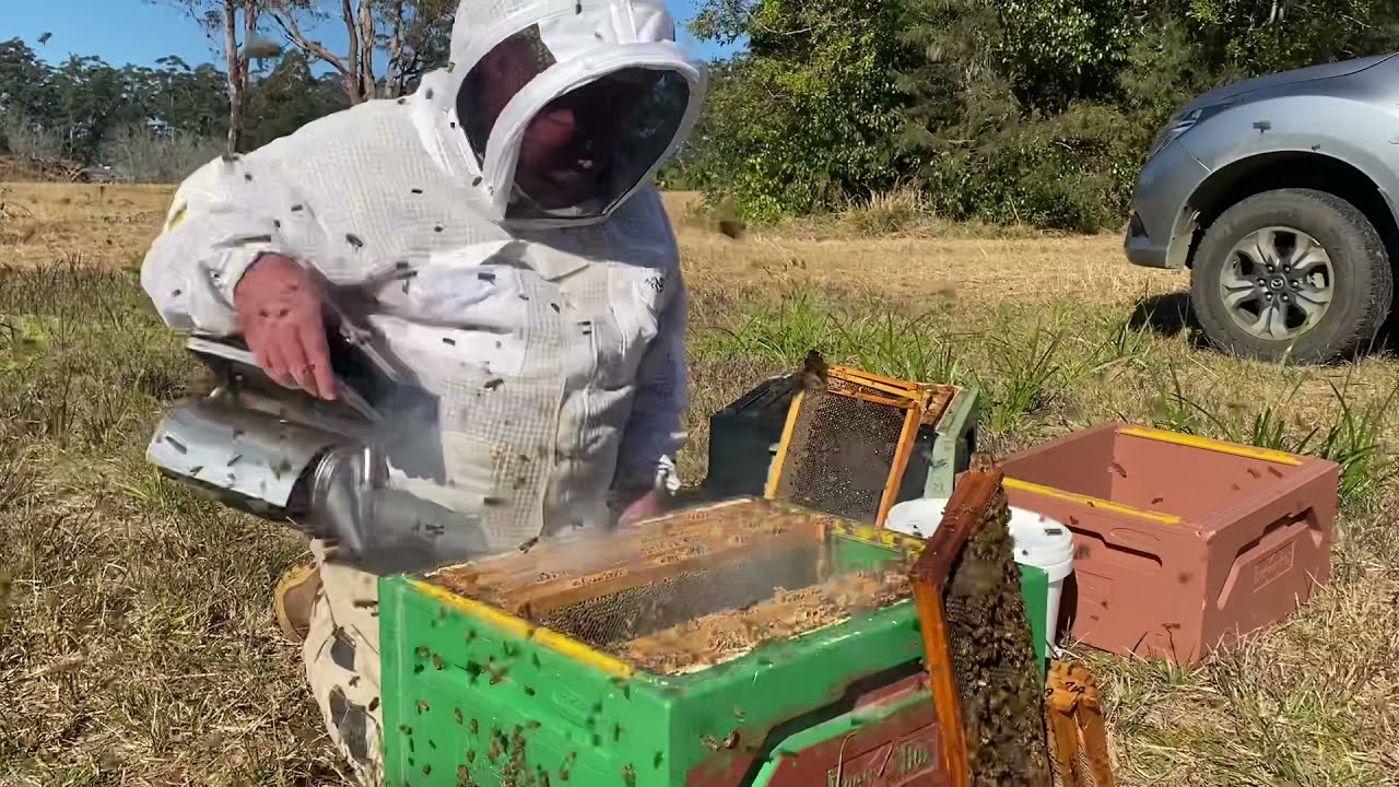 Весеннее содержание медоносных пчёл. Подготовка места в расплодном корпусе. Orara Valley Honey, 2...