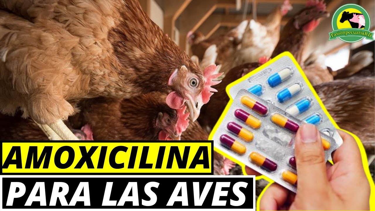 AMOXICILINA Para Las Aves (Usos Y Dosis)