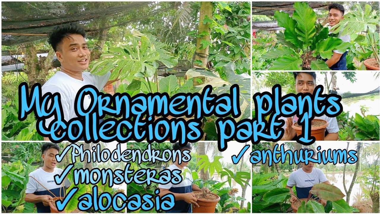 My ornamental plants collections part 1 | Mark Lasaca