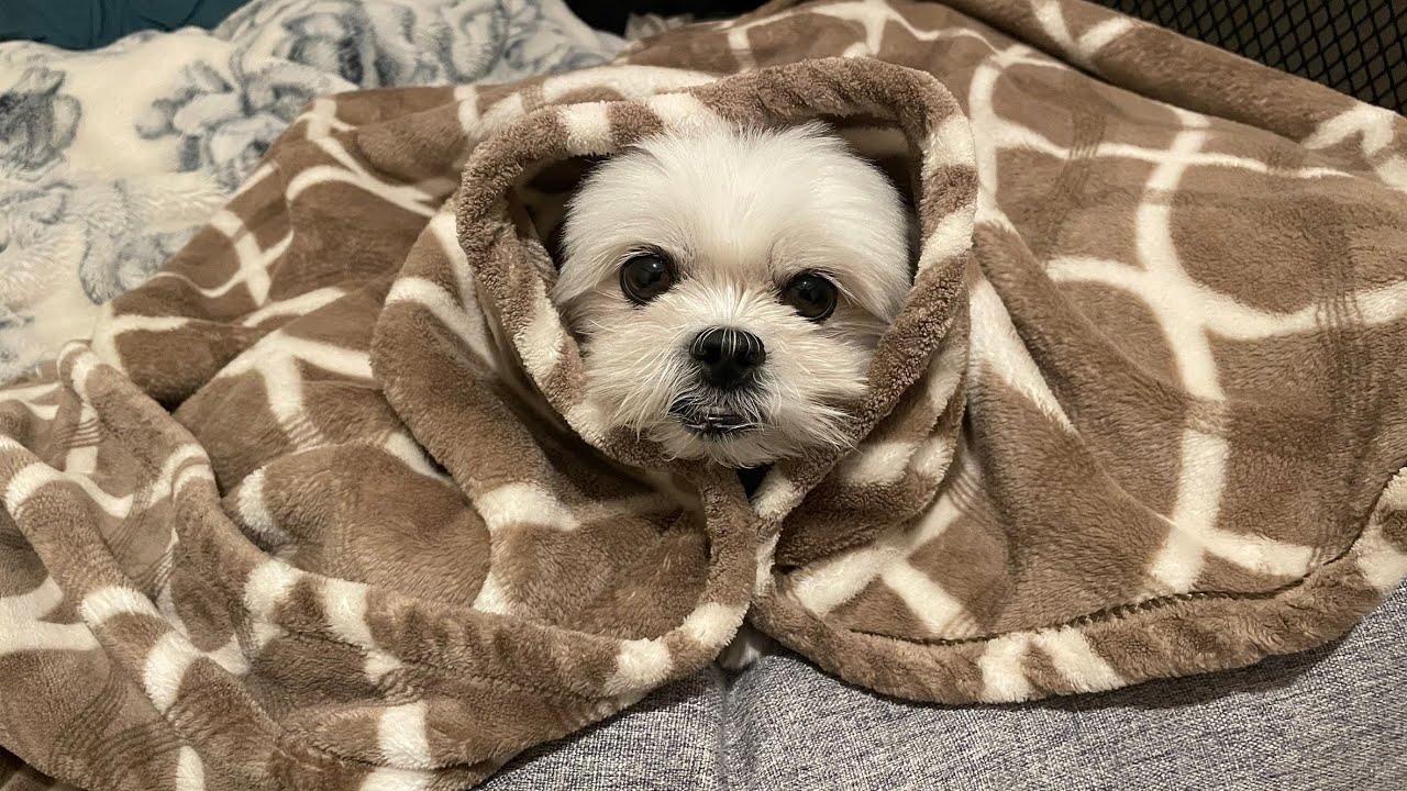 この犬、寝顔が可愛すぎて反則です。