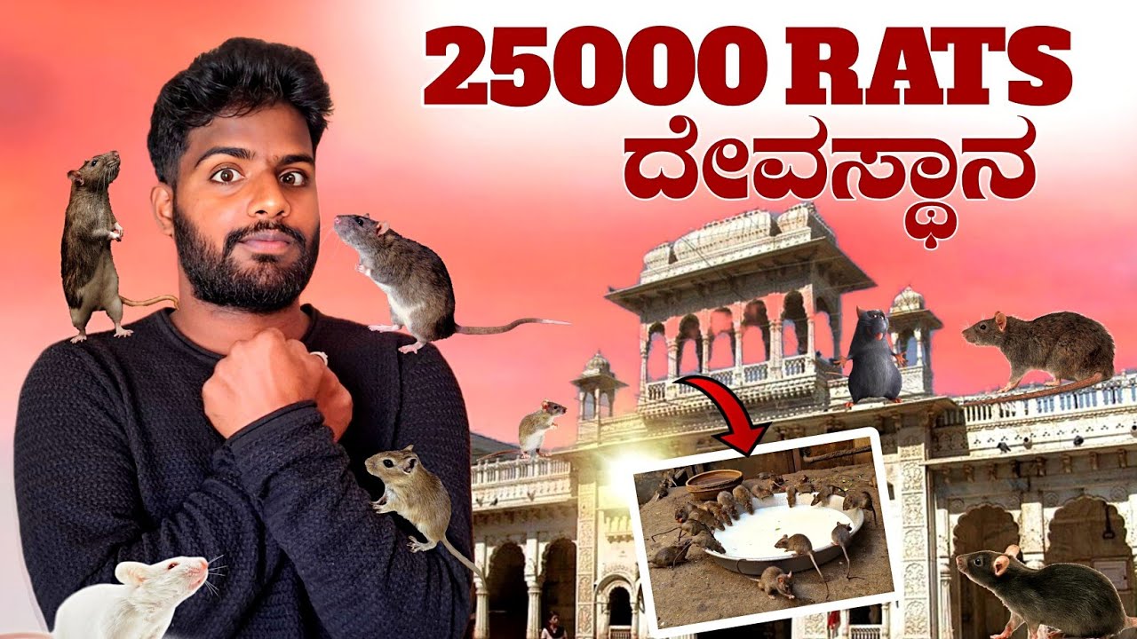 Rats temple  in india | 25000 ಇಲಿಗಳಿಗೆ ಪೂಜೆ ಮಾಡೋ ದೇವಸ್ಥಾನ 😮  |  Karni mata temple Rajasthan  |