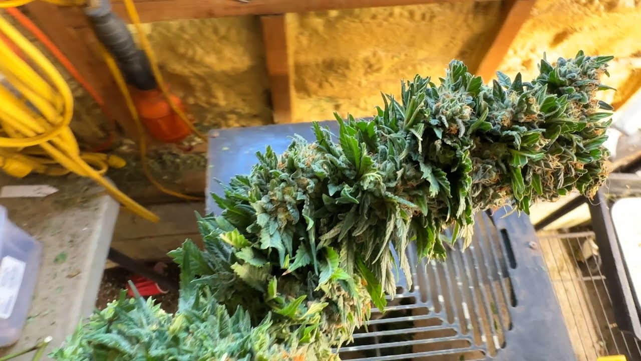 GIRL SCOUT EXPRESS (GS-EX) FIRST HARVEST!