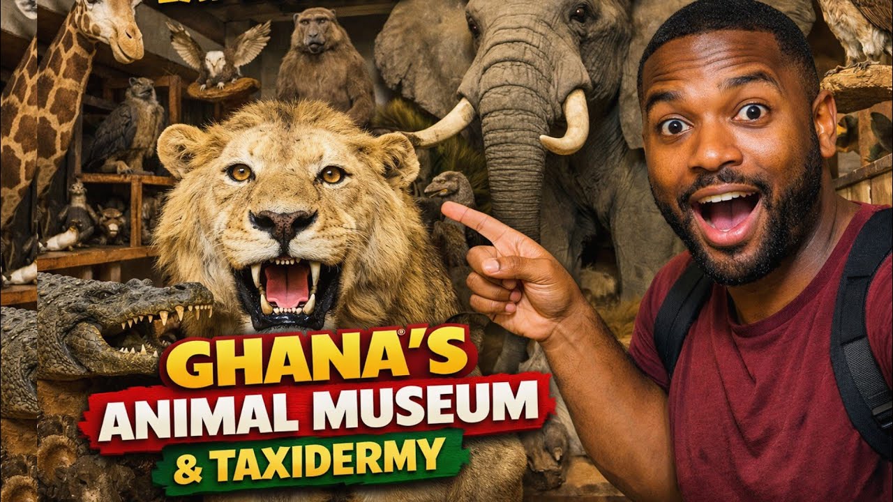 Exploring Ghana's Animal Museum and Rare Taxidermy 