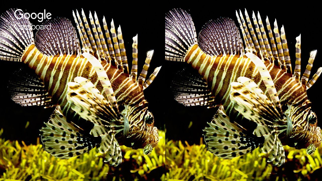 3D VR - Brazilian Aquarium [Virtual Reality Vídeo]  3D Side By Side SBS