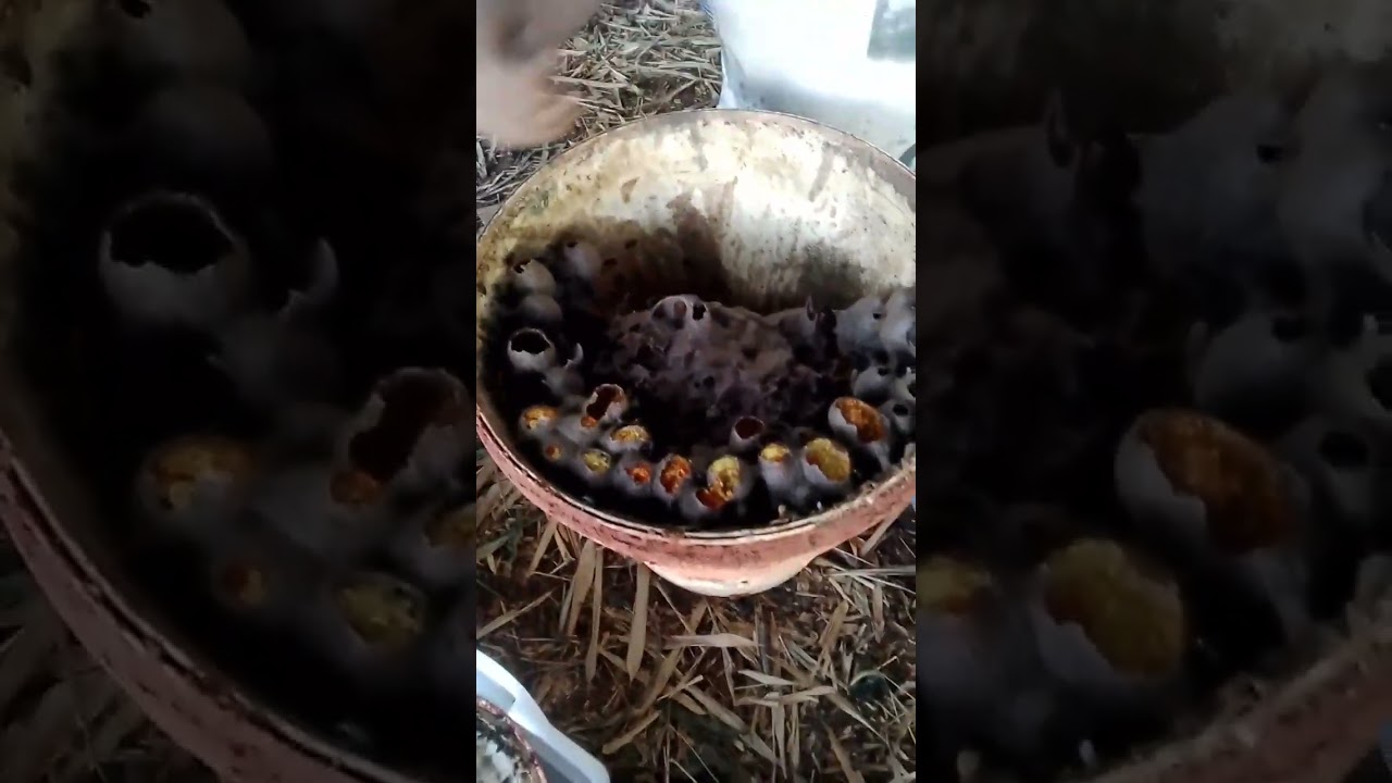 Transferência de abelha sem ferrão🍯🍯