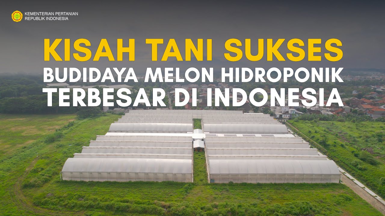 BUDIDAYA MELON HIDROPONIK TERBESAR DI INDONESIA