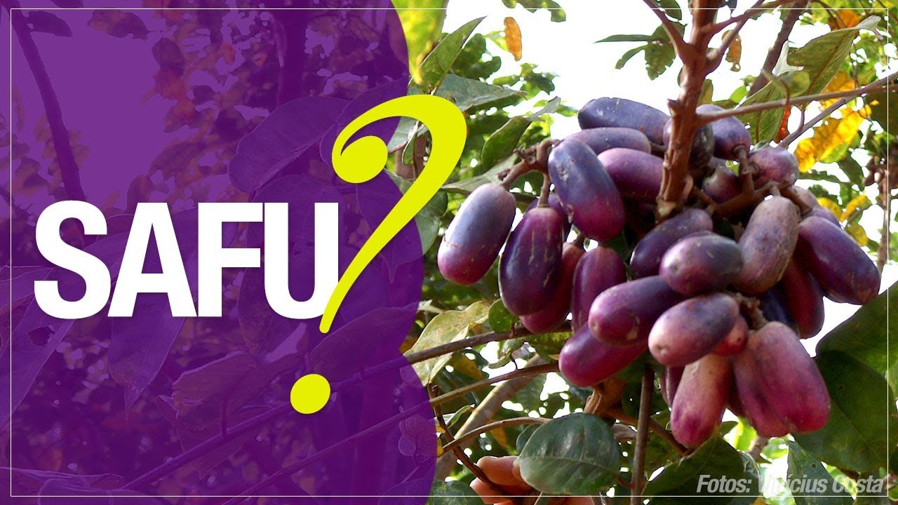 Safu ou Safou: fruta exótica e planta medicinal