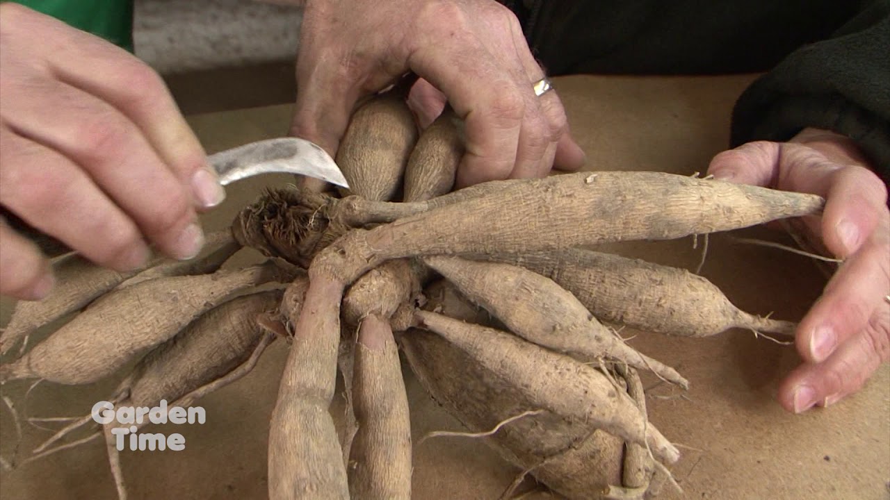 Digging and Dividing Dahlias