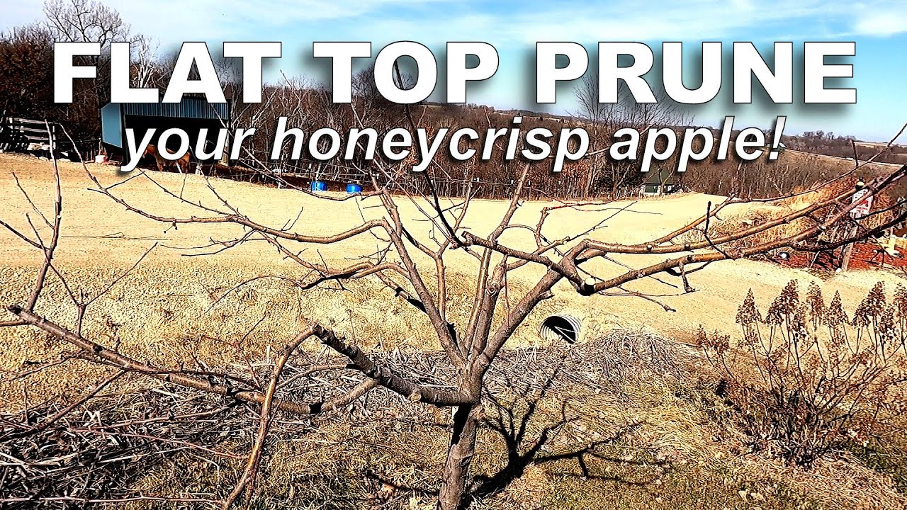 Pruning a Honeycrisp Apple Tree [Flat Top Form]