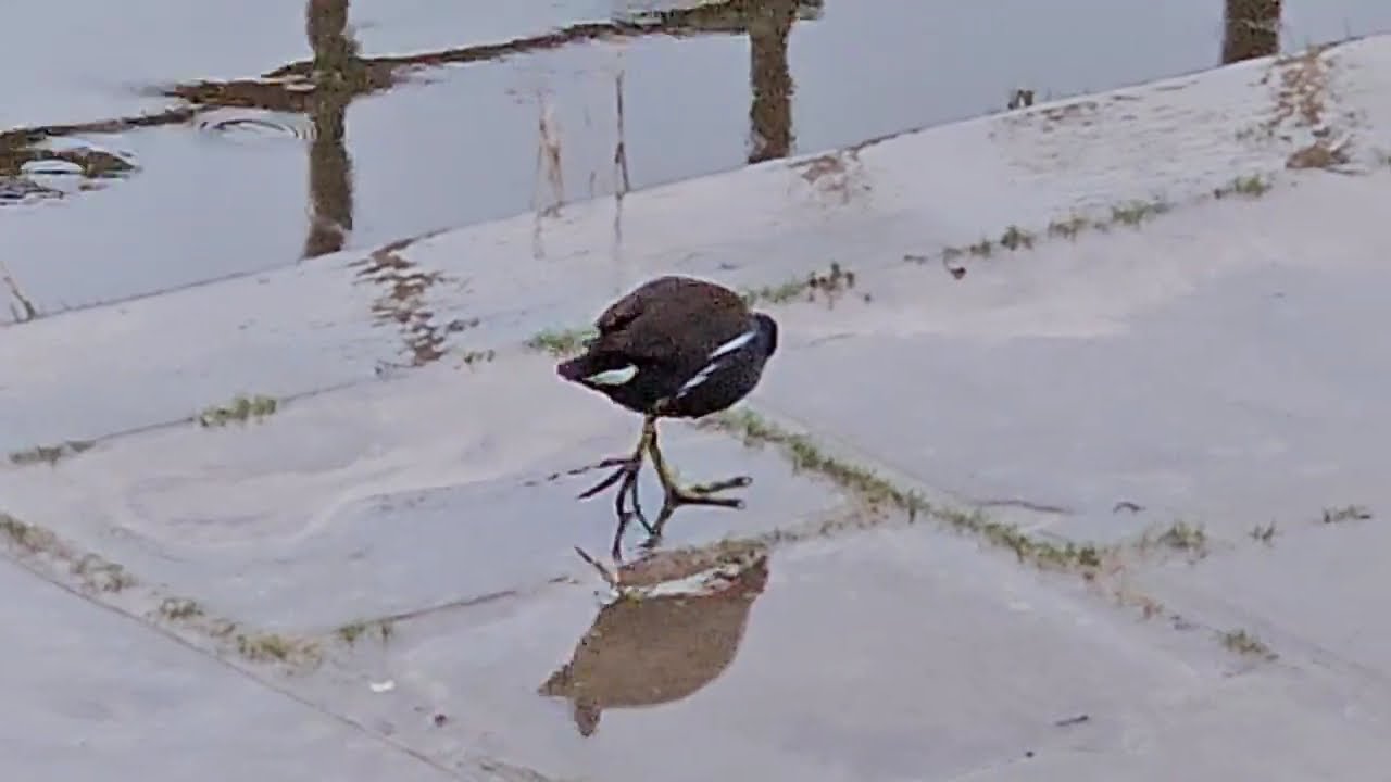 Hungry Moorhen Bird Runs Away From A Man. #nature #wildlife #birds