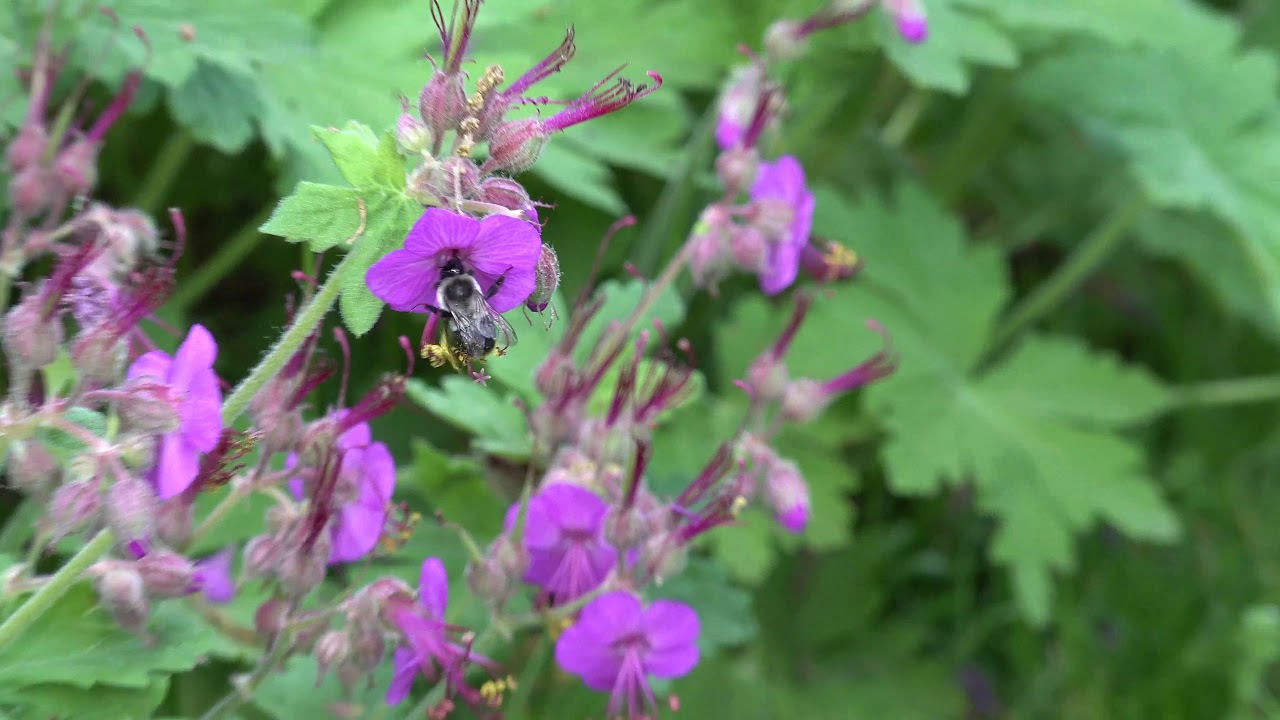 Stressing the auto focus and the zoom on a Sony PXW-Z90V Compact 1