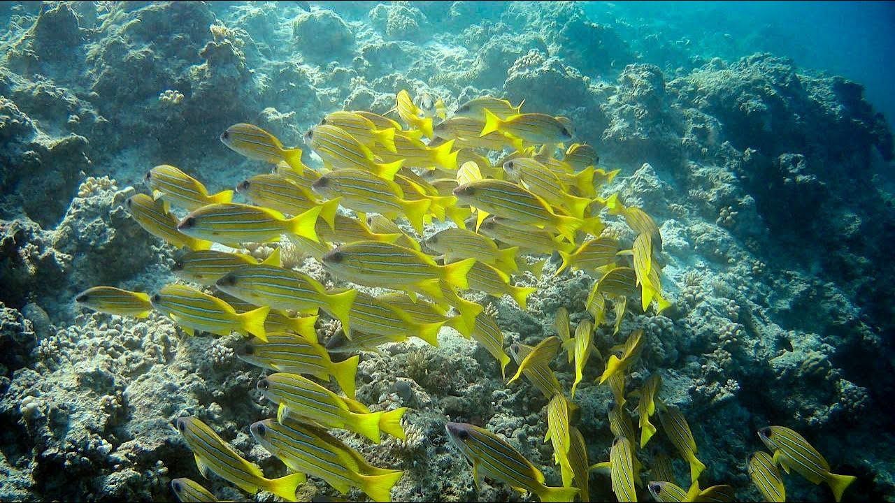 Путешествие на Мальдивы 2023. Maldives Vacation 2023. Nakai Dhiggiri resort. Atoll 