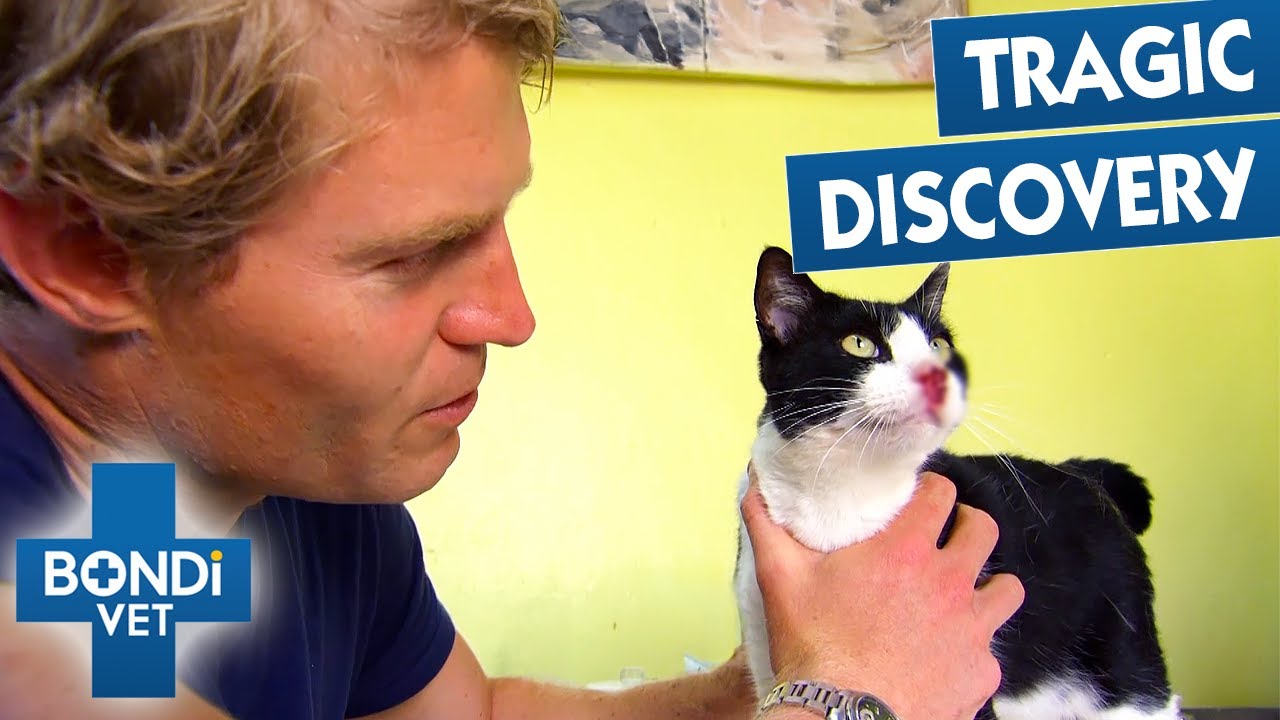 Tiny Kitten's Nose Eaten Away By Skin Cancer | Bondi Vet