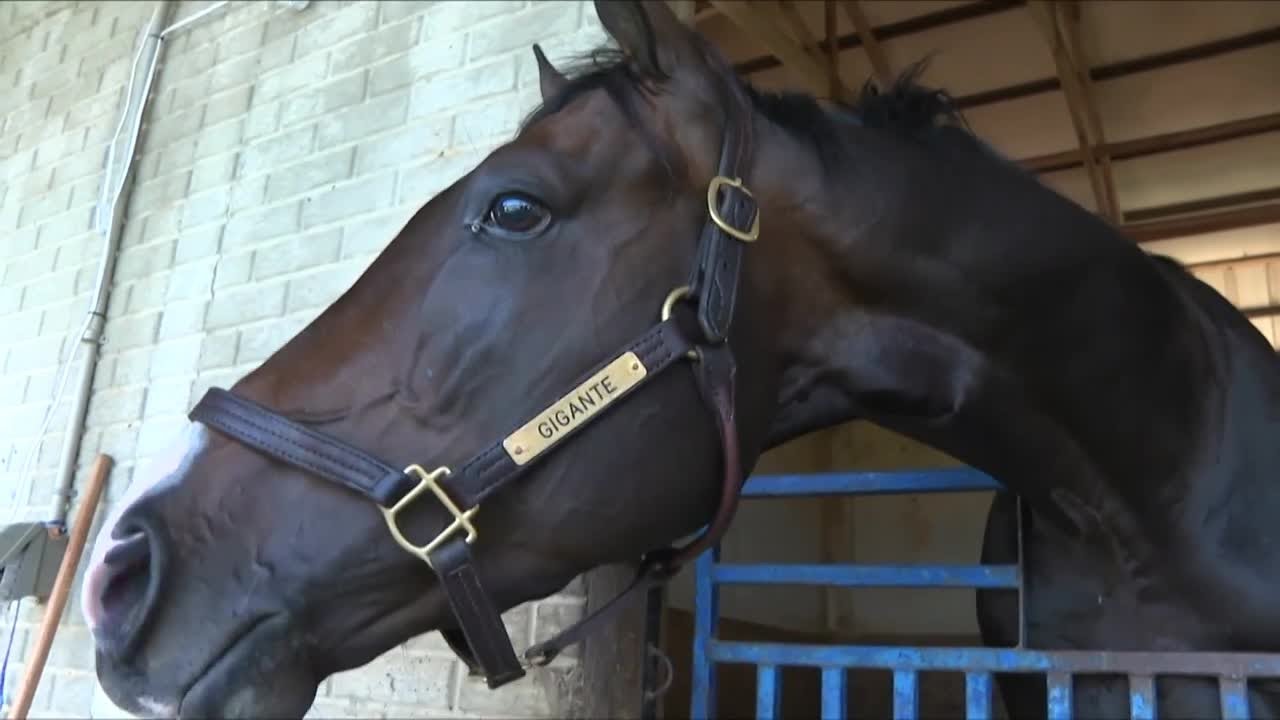 Virginia Derby brings top horses and trainers to Colonial Downs