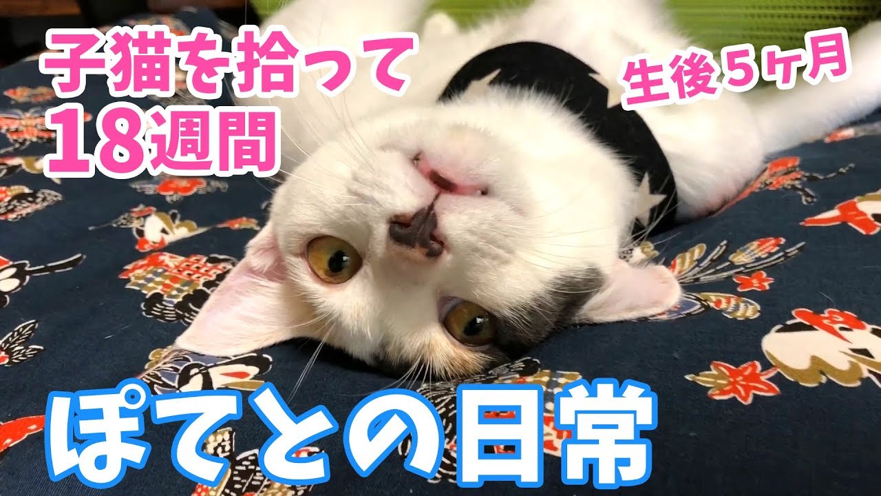 子猫を拾って18週間・ぽてとの日常【生後5ヶ月】