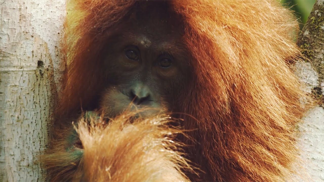 Why This Ape is Critically Endangered