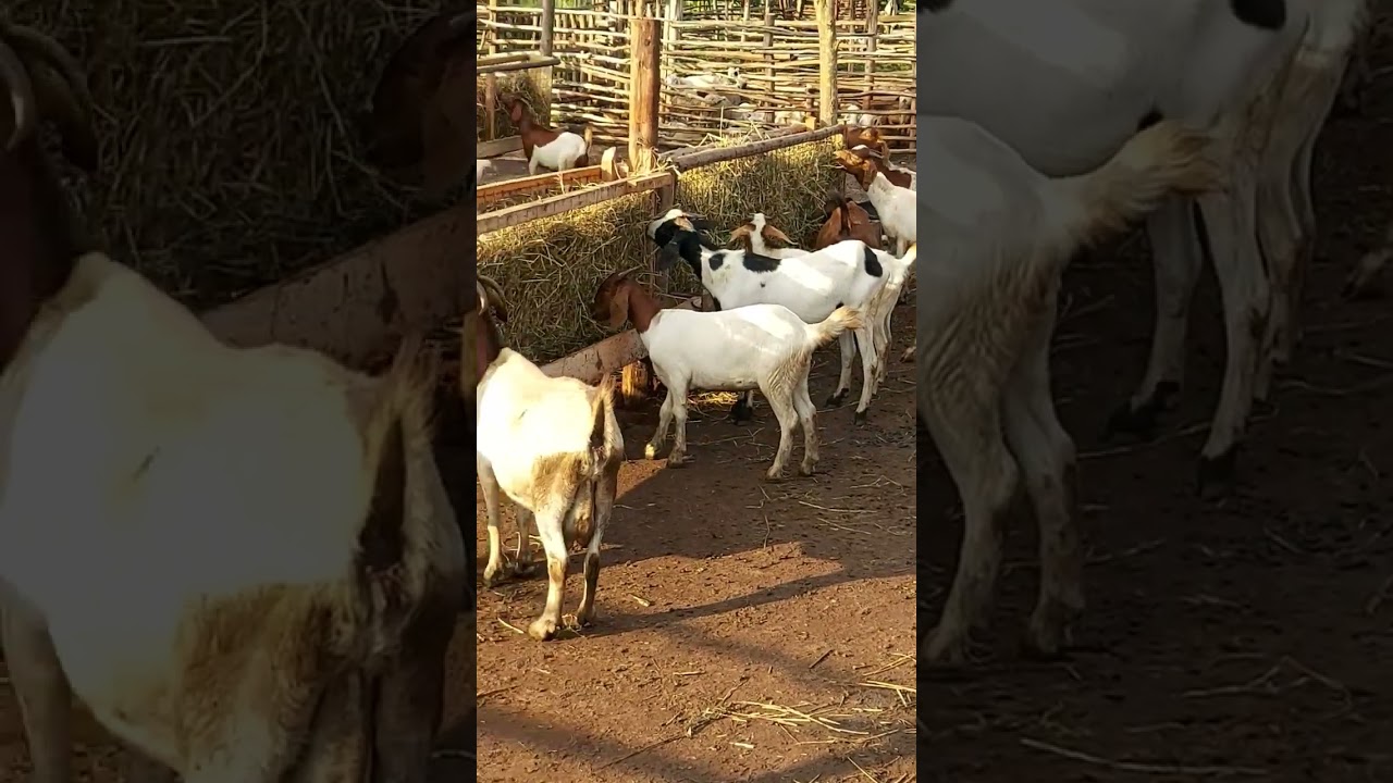 feeding goats on zero grazing using asimple hay feeder