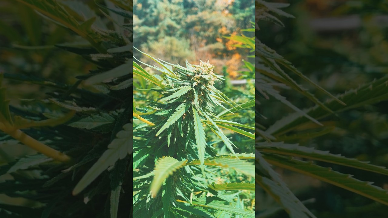 Super lemon haze: Don’t stop believing, harvest seasons right around the corner 