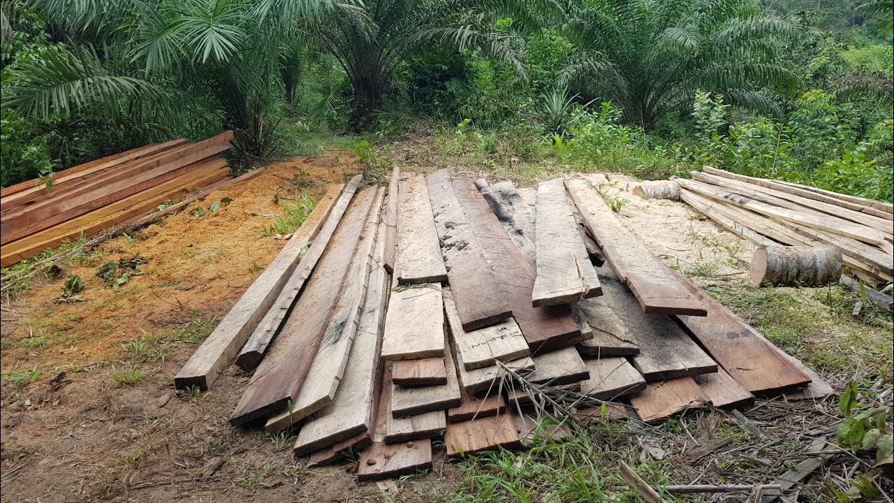 Je partage avec vous sur le business très juteux du bois , visite de mon exploitation, travaux !!