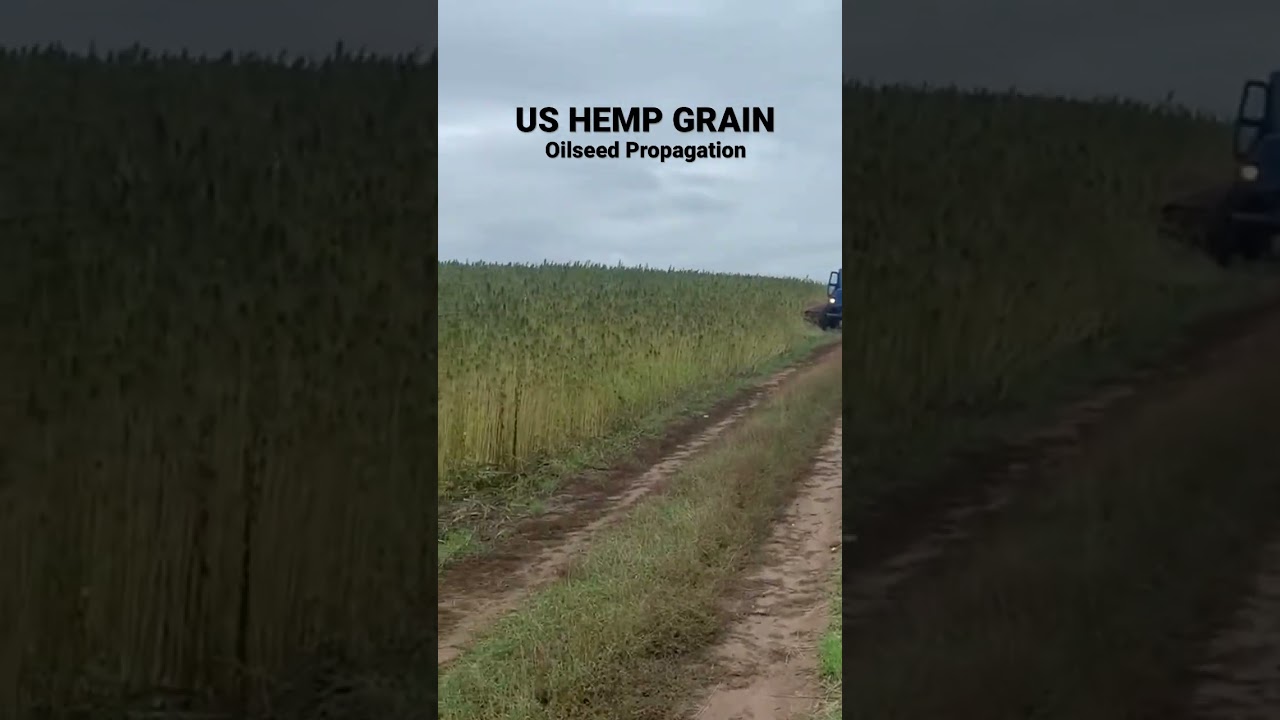 US HEMP GRAIN | Heirloom genetics. Elite oilseed & fiber variety.