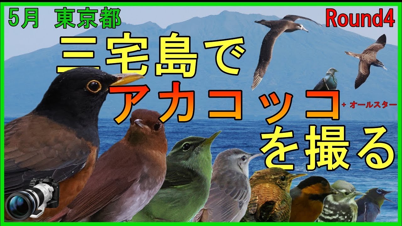 5月 三宅島でアカコッコ + オールスターを撮る　OM-1　野鳥　探鳥　タネコマドリ　イイジマムシクイ　ウチヤマセンニュウ　モスケミソサザイ　シチトウメジロ　ミヤケコゲラ　カラスバト