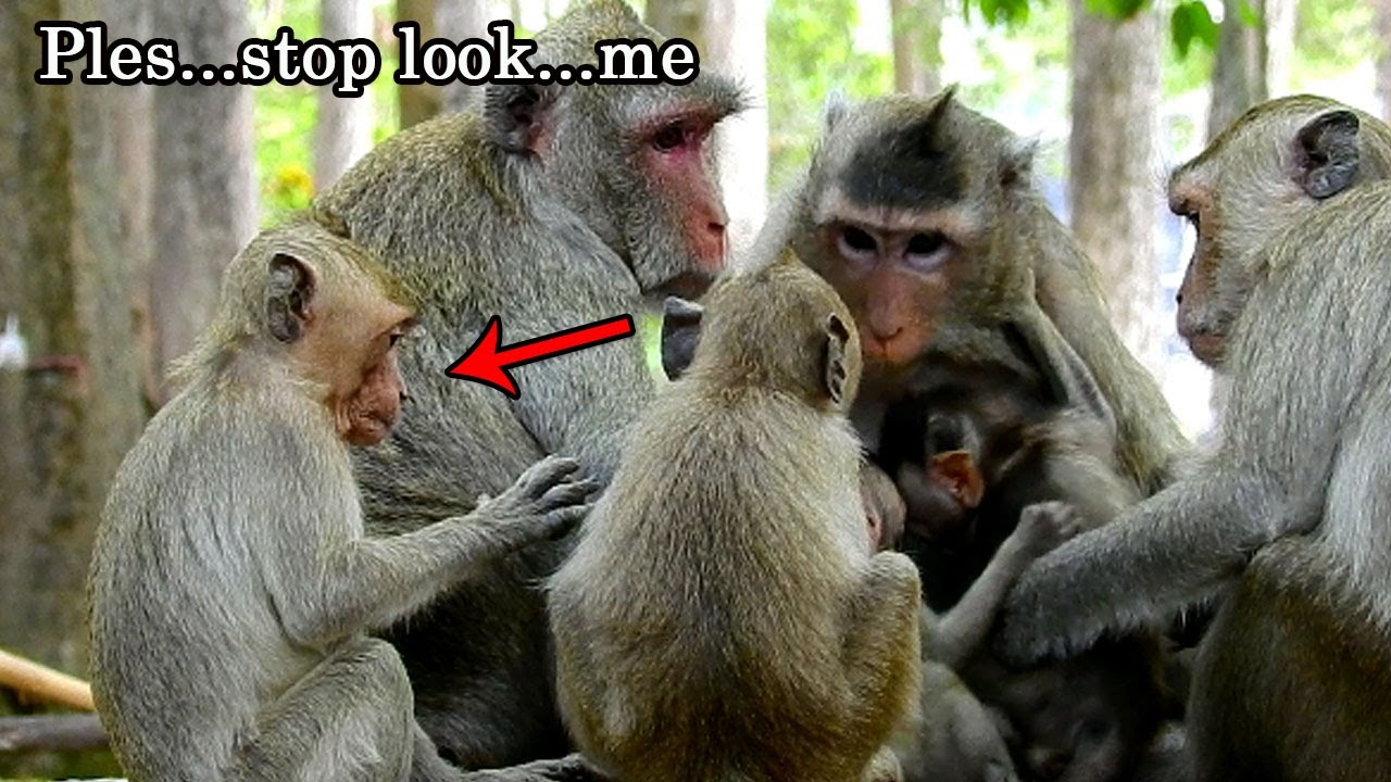 OMG! Gladdis warn to Janet ag, Janet can't do anythings, Jane escape and don't allow milk to Janet
