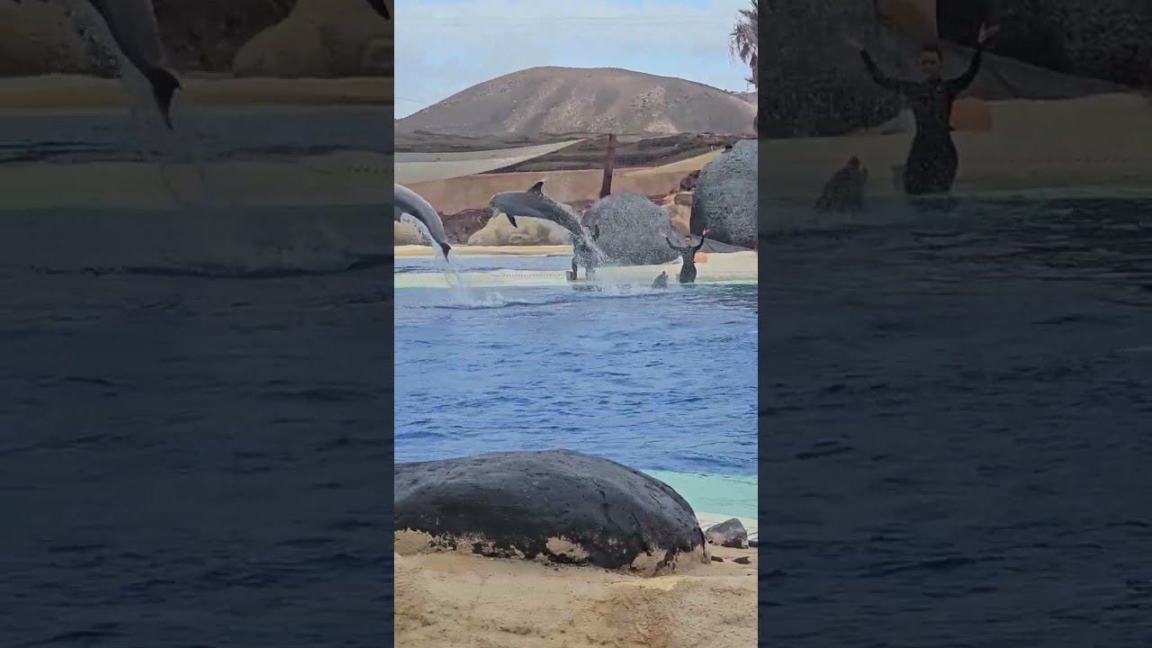 Rancho Texas lanzarote dolphin 🐬  show 2026 