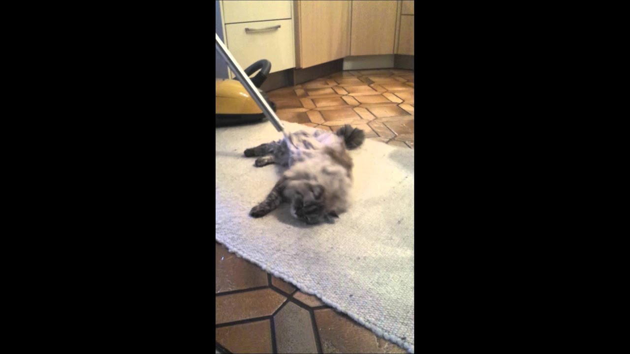 Katze liebt Staubsauger