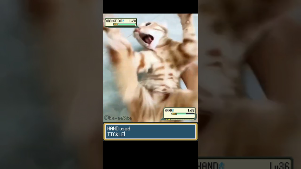 ORANGE CAT vs TICKLE in Pokemon Battle #pokemon #pokemonmemes #pokemonbattle #funnycats #irlpokemon