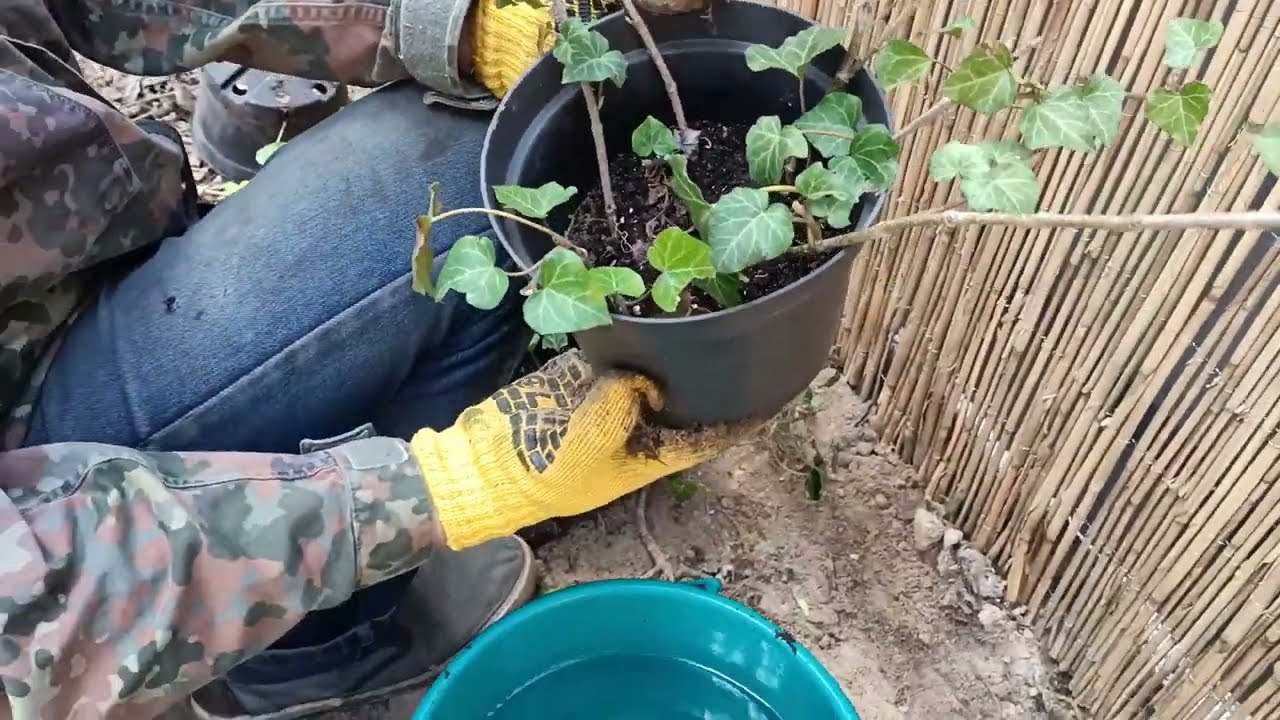 Сажаем плющ легко и просто