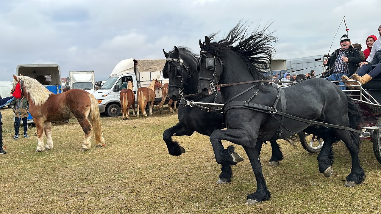 Expoziție de cai Săcădat, Bihor