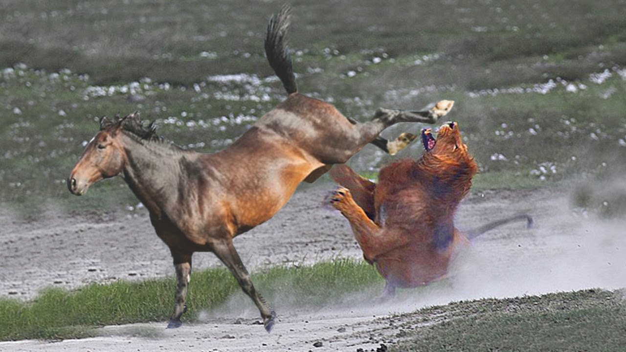 Sekali Tendang Singa Langsung MAT1 - TOP Momen Ketika Hewan Menendang Musuhnya