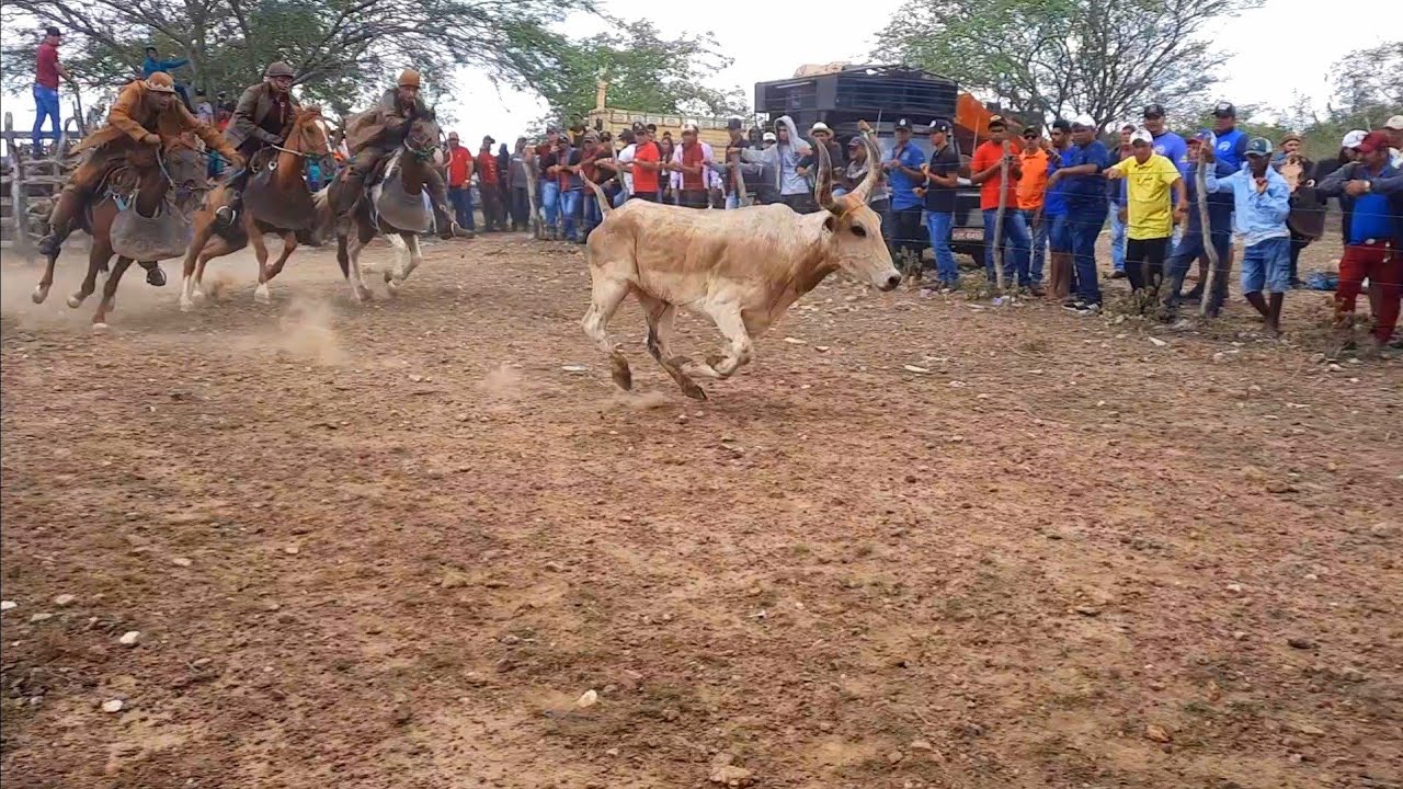 6°pega de boi no mato de CICINHO DE CARIRA 17/04/2022/parte1