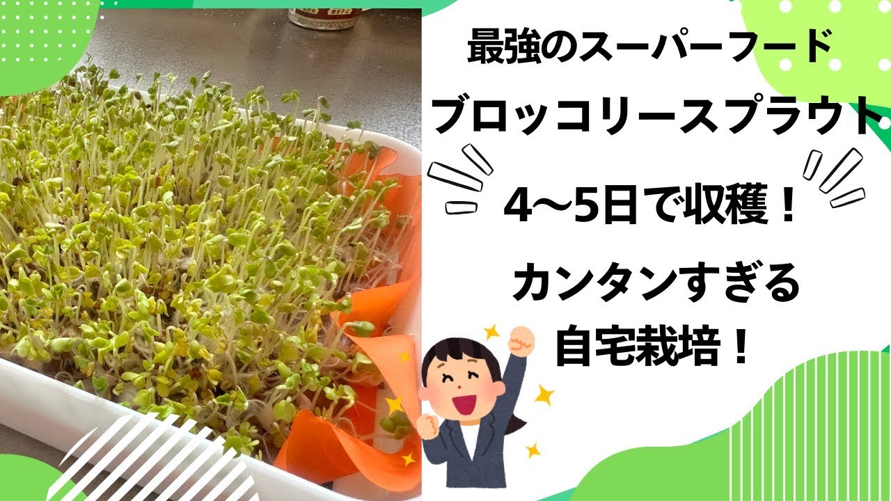 最強のスーパーフード“ブロッコリースプラウト”自作栽培キットで収穫し放題！