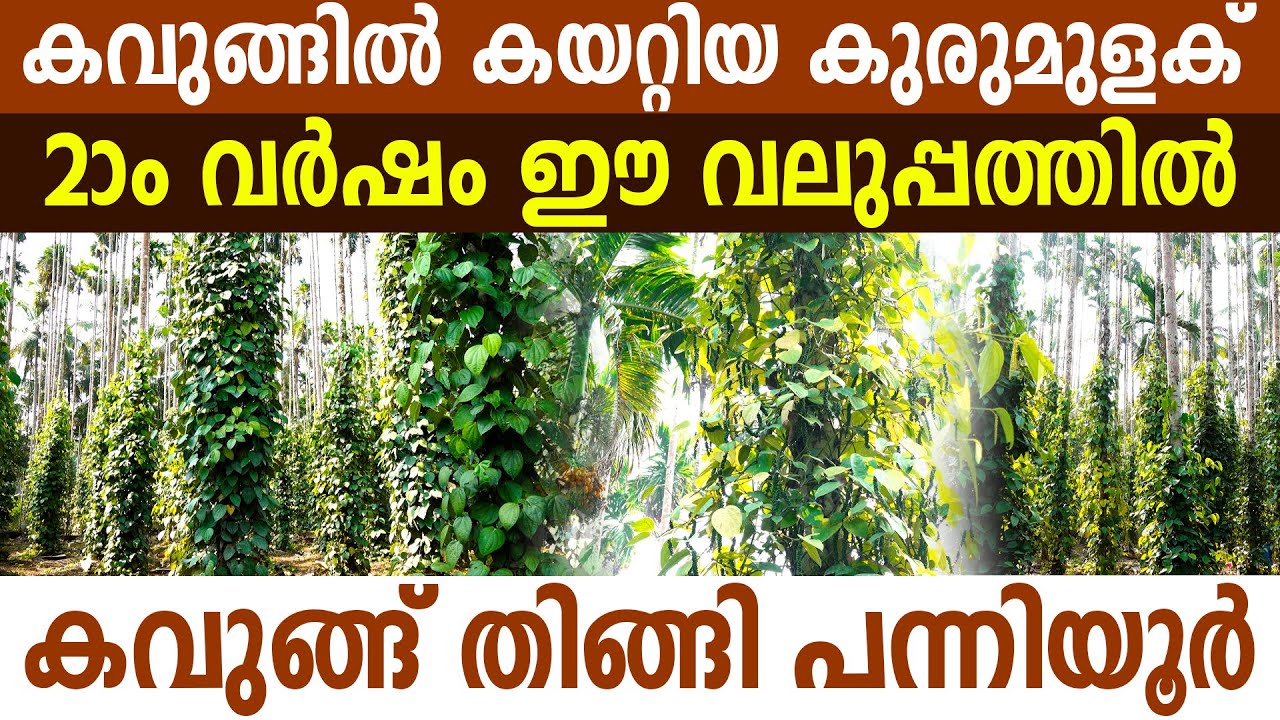 വിശ്വസിക്കാൻ പറ്റുമോ? ഇത് രണ്ടാംവർഷ കുരുമുളക് തോട്ടമെന്ന് I Blackpepper Farming I