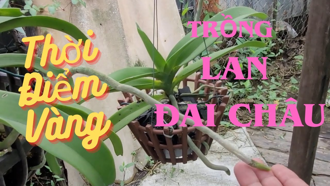 Thời Điểm V&agrave;ng Trồng Lại Lan Đai Ch&acirc;u-The Best Time to Grow Rhynchostylis Gigantea (Foxtail Orchid)