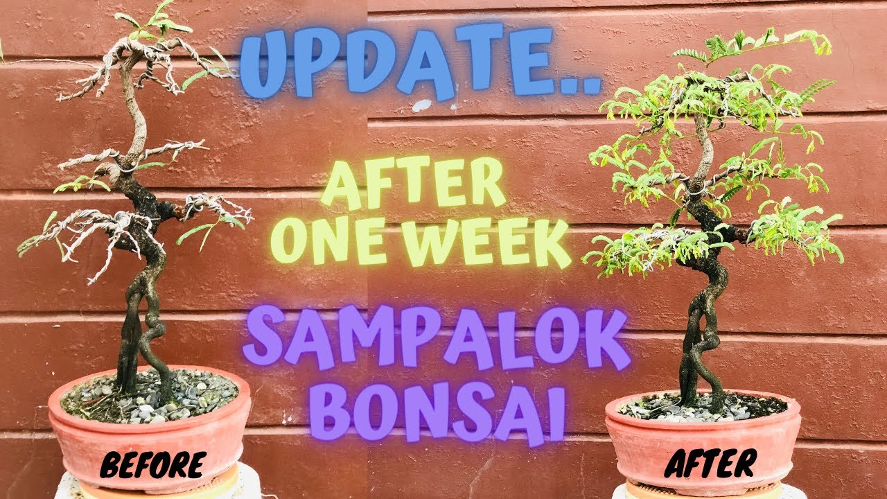 AMAZING!!! ISANG LINGGO PALANG ITO NA SYA... ANG BILIS UPDATE SAMPALOK / TAMARIND /Tamarindus indica