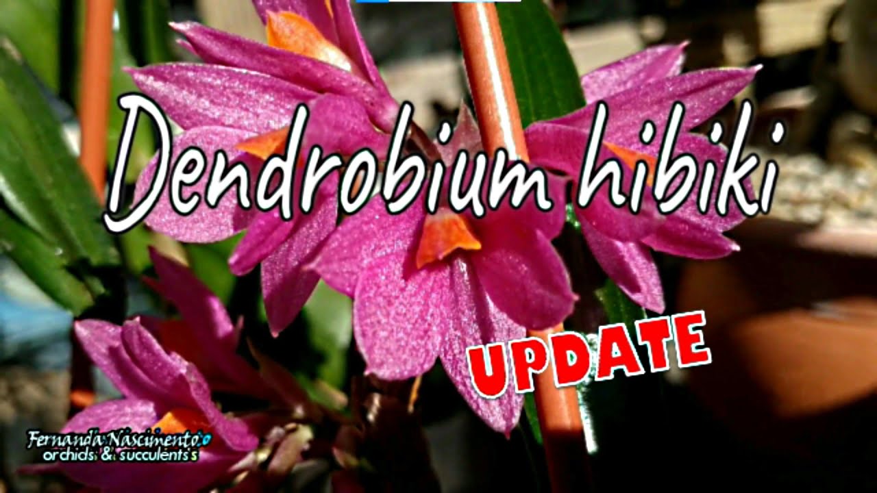 Dendrobium hibiki // update #CareCollab    LEGENDAS em PORTUGUÊS