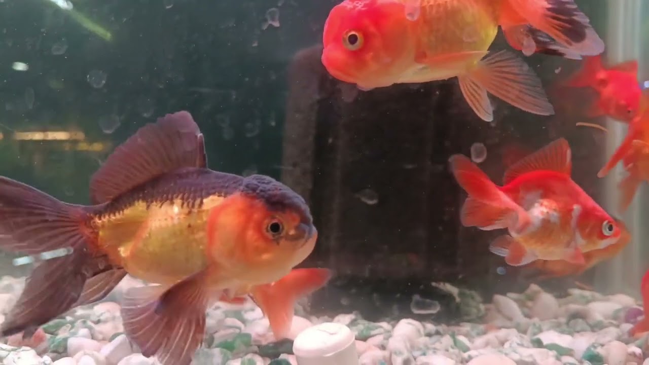 Fish House Karad 
