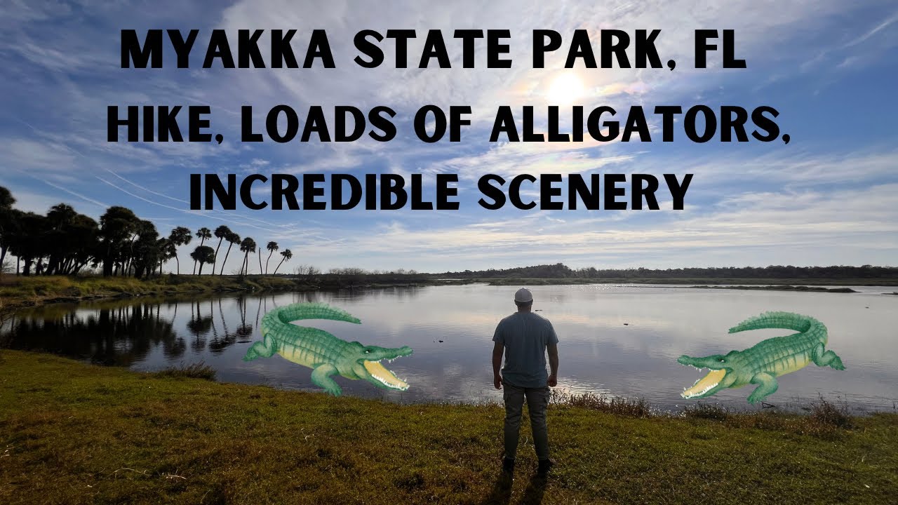 Hiking The Deep Hole Trail in Myakka State Park Florida. 50+ Alligators and amazing scenery 🐊