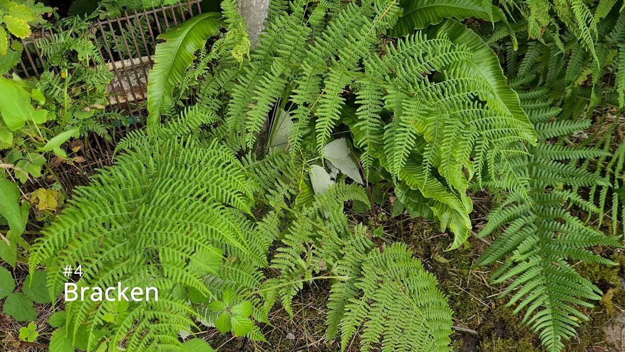 6 Of The Most Common Invasive Weeds To Be Found In Any UK Garden