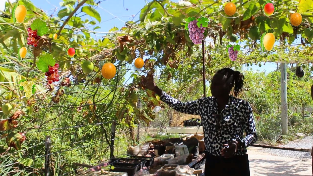A Regenerative Vegetable Garden | Rebuilding The Soil | Back 2 Basics Organics