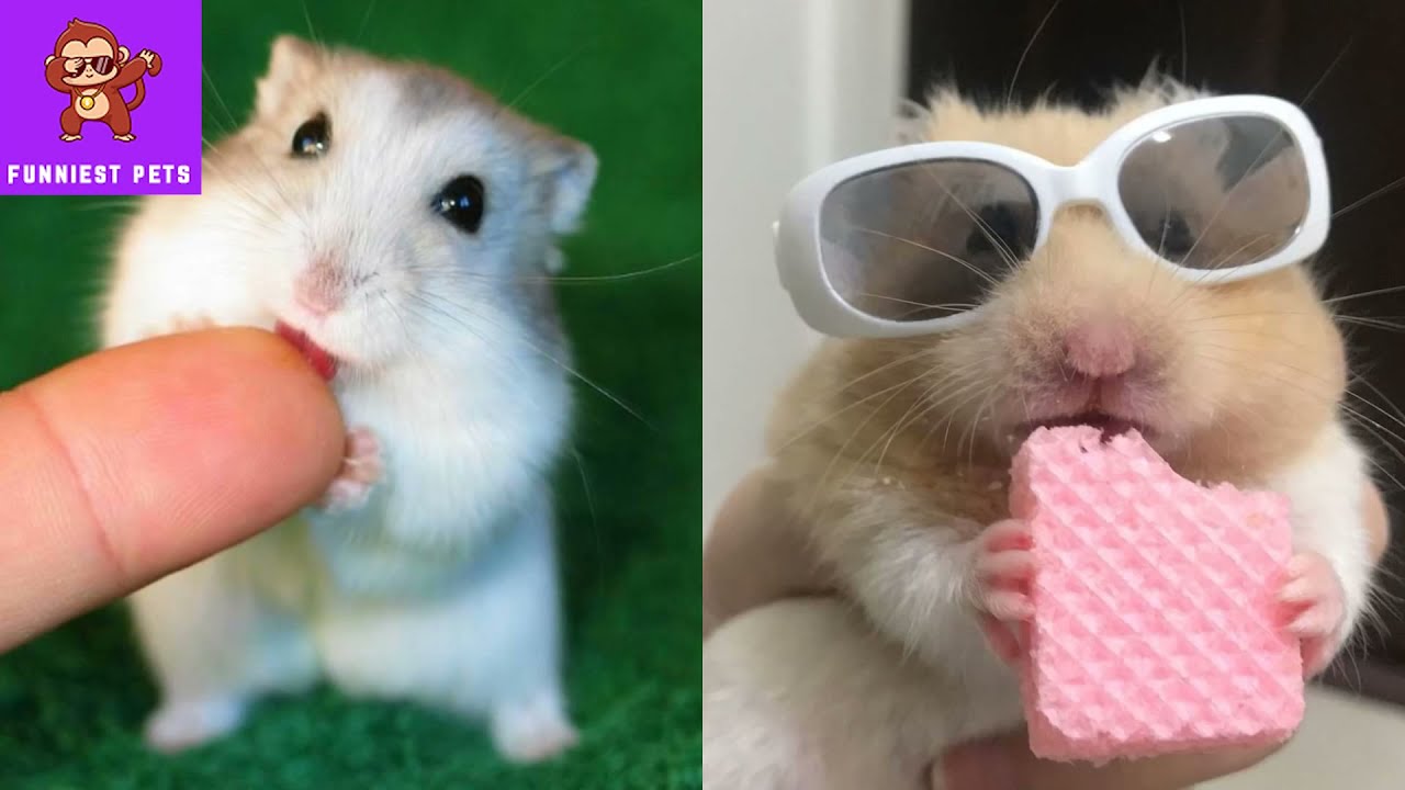 Funny and Cute Hamsters Videos Compilation Hamster Doing Funny Things