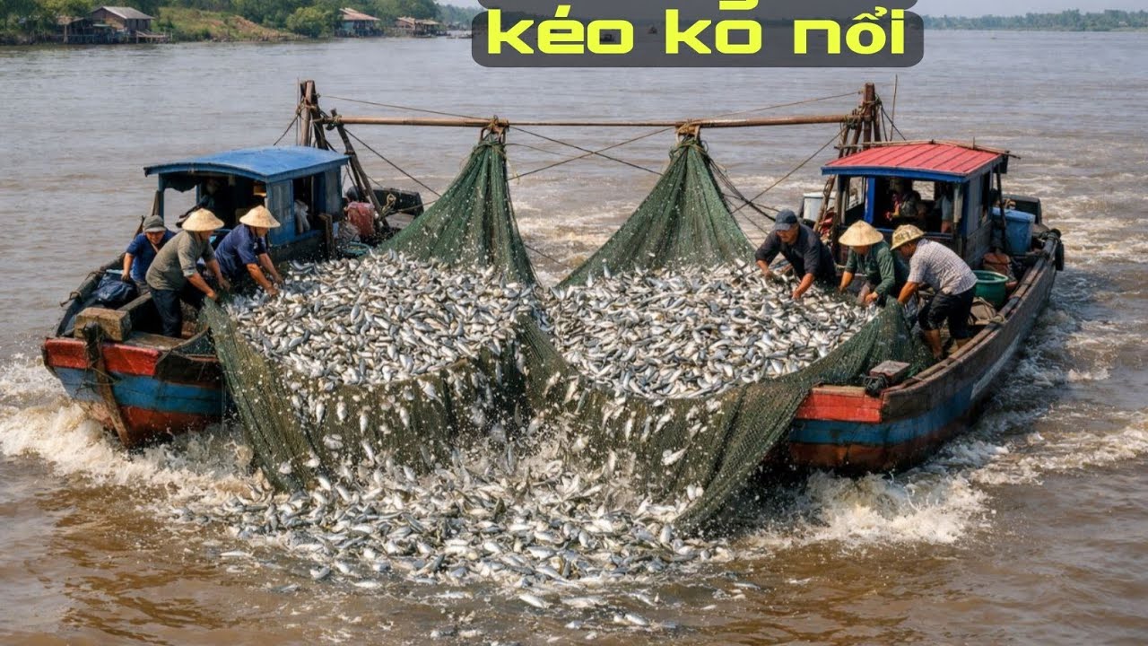 Trơi ơi trúng tiếp nữa rồi, Nữa tấn cá kéo muốn không nổi 